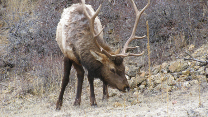 Jelenie zrzucają poroże. Szykują się na gody